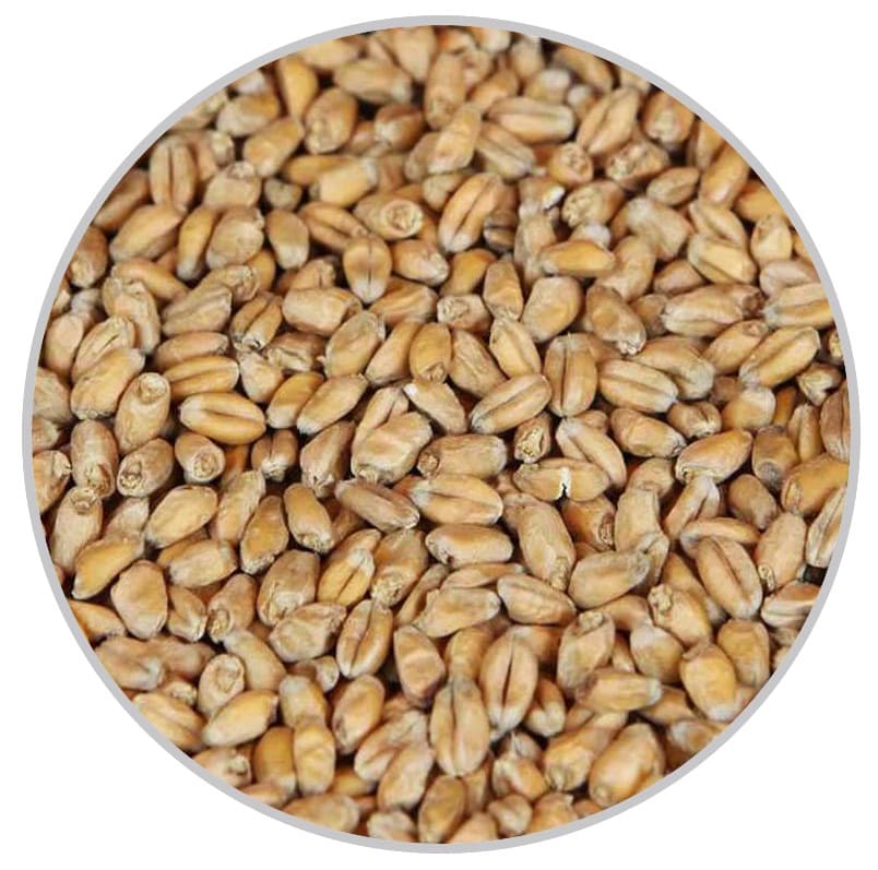Пивоварний солод Wheat Blanc (Château) 25кг